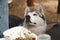 A husky dog begs people for food at a picnic in the forest among plates of food in plastic packaging