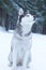 Husky dog breed sits on the snow in the woods in winter and looks at the sky