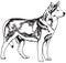 Husky dog breed vector illustration