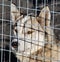 Husky dog in a cage