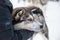 Husky dog close-up, Lapland Finland