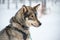 Husky dog close-up, Lapland Finland