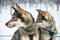 Husky dog close-up, Lapland Finland