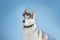 Husky dog curious face on blue sky background