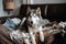 Husky dog on destroyed sofa. Generate ai