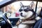 Husky dog driving a car, capturing the adventure of travelling. Idea for travelling with pets