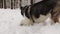 A husky dog eats a treat in the snow in a winter forest in slow motion