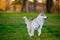 Husky dog frolic in a summer park