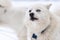 Husky dog funny grin portrait, winter snowy background. Funny pet on walking before sled dog training. Beautiful blue eyes