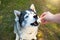 Husky dog gets a delicious for executing the Sit command. Training a pet on the grass, the owner`s hand, begging for food. Animal