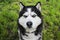 Husky dog on the grass background. Portrait of a Siberian Husky. Black and white Siberian husky with blue eyes