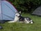 Husky dog guarding the masters tent