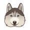 Husky dog head