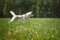 Husky dog in a jump flies over the field