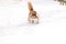 Husky dog jumping in a snowdrift