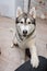 Husky dog in the kitchen in the apartment