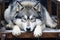 a husky dog laying on top of a wooden bench in the snow