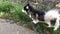 Husky with dog leash pees on grass near road , paws and move head