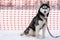 Husky dog on leash, waiting for sled dog race, orange track fence background. Adult strong pet before sport competition