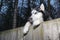 Husky Dog looking over a backyard fence. Dog peering over wooden fence. Paws husky dog over fence, bottom view. Night portrait