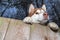 Husky Dog looking over a backyard fence. Siberian husky peering over wooden fence. Muzzle and paws dog over fence, bottom view