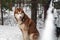 Husky dog looks over enclosure fence. Winter day, yard house