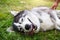 Husky dog is lying contentedly on the grass with his tongue hanging out, his mouth open and smiling. Happy and contented pet,