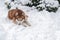 Husky dog lying in snow in winter forest. Siberian husky dog put his head on his paws and buried his nose in snow