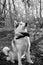 Husky dog with a muzzle on his neck obediently sits, black and white photo