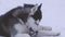 Husky dog plays with a stick in the snow