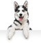 Husky dog portrait above white