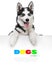 Husky dog portrait above white