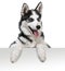 Husky dog portrait above white