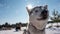 Husky dog portrait in beautiful winter sunny weather during snowfall, cinemagraph, video loop