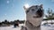Husky dog portrait in beautiful winter sunny weather during snowfall, cinemagraph, video loop