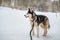 Husky dog portrait. Siberian husky with blue eyes in winter snowy park