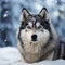 Husky dog poses against a serene snow filled background