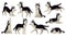 Husky dog poses. Cartoon running, sitting and jumping dogs. Active huskies animal characters isolated vector set