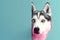 Husky dog puppy peeking over pastel bright background. advertisement