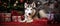 Husky dog resting beside a Christmas tree and gifts