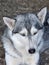 Husky dog is resting in his cage