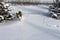 Husky dog runs through snow after blizzard. Siberian husky in snow drift.