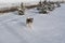 Husky dog runs through snow after blizzard. Siberian husky in snow drift.