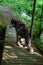 Husky dog sits with his back on the bridge over the stream in the forest