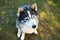 Husky dog sits and looks at the owner, executes the sit command. Training a pet on the grass, Close-up, blue devotees eyes and a