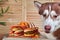 Husky dog sits sad next to the burgers. Red Siberian husky wants hot dog and hamburger with meat.