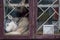 The husky dog is sitting on the windowsill and sadly looks out the window. A lonely dog is locked in a cage. Blue dog eyes