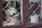 The husky dog is sitting on the windowsill and sadly looks out the window. A lonely dog is locked in a cage. Blue dog eyes