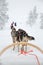 Husky dog sledding in Lapland Finland