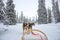 Husky dog sledding in Lapland Finland